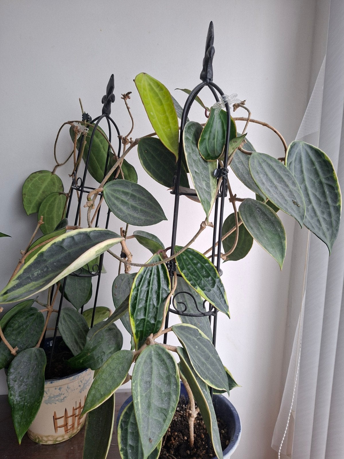 Hoya latifolia bont, Ophalen