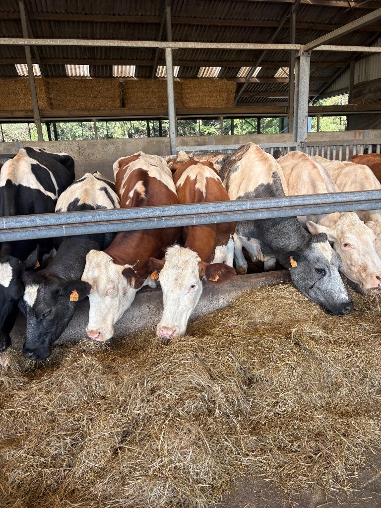 20 tal mest/weide koeien, Dieren en Toebehoren, Runderen, Mannelijk, 0 tot 2 jaar