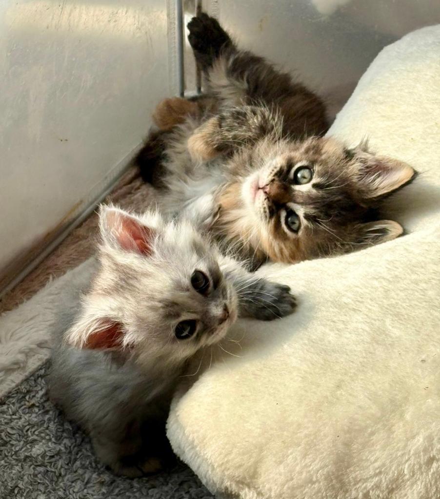 Maine Coon kittens met stamboom en Russische kampioenslijnen, Poes, Met stamboom, 0 tot 2 jaar