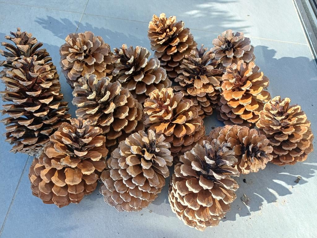 Hele grote dennenappels 15cm of groter., Tuin en Terras, Ophalen of Verzenden, Zo goed als nieuw