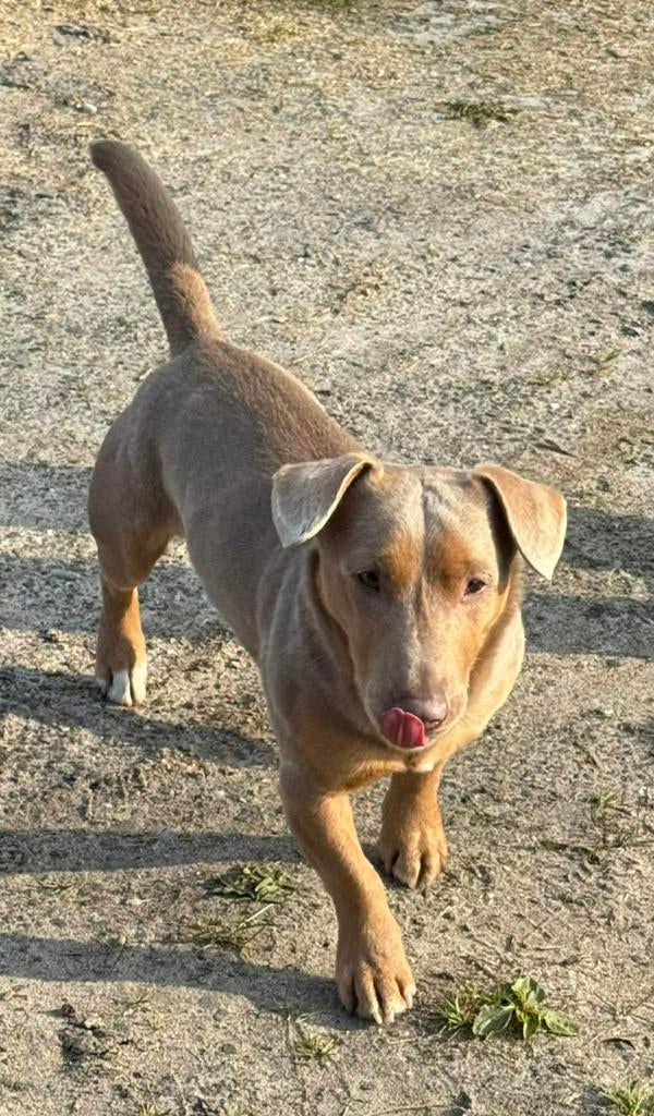 Ter dekking €200,00 Jack Russel Dek Reu Lavendel kleur, Parvo, Reu, 1 tot 2 jaar, Eén hond