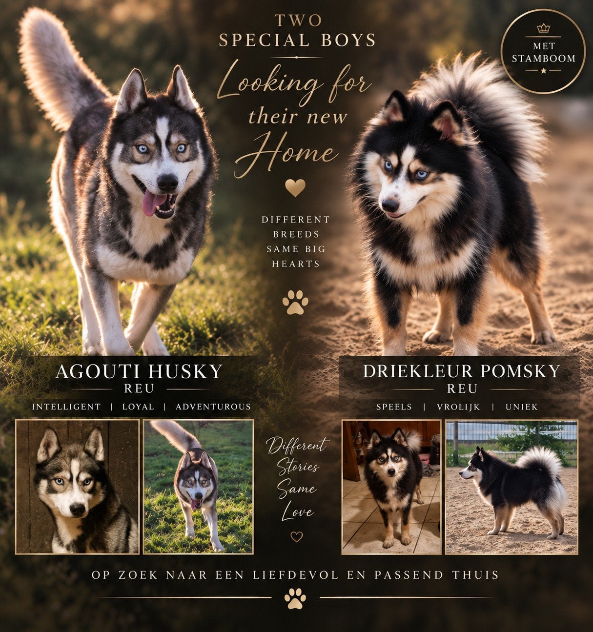 Husky en Pomsky reu, 1 tot 2 jaar, Poolhond, Eén hond, Nederland