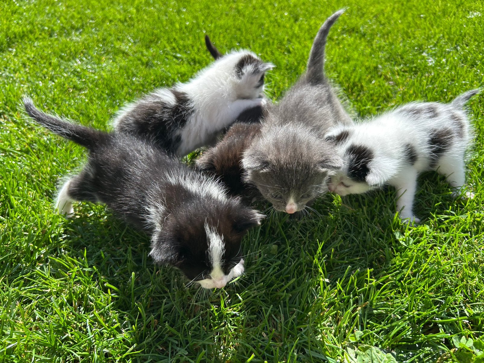 Kittens, Dieren en Toebehoren, Meerdere dieren, Ontwormd
