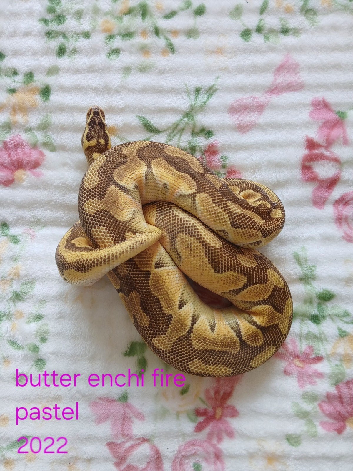 koningspython dames volwassen Ball Python photo 3