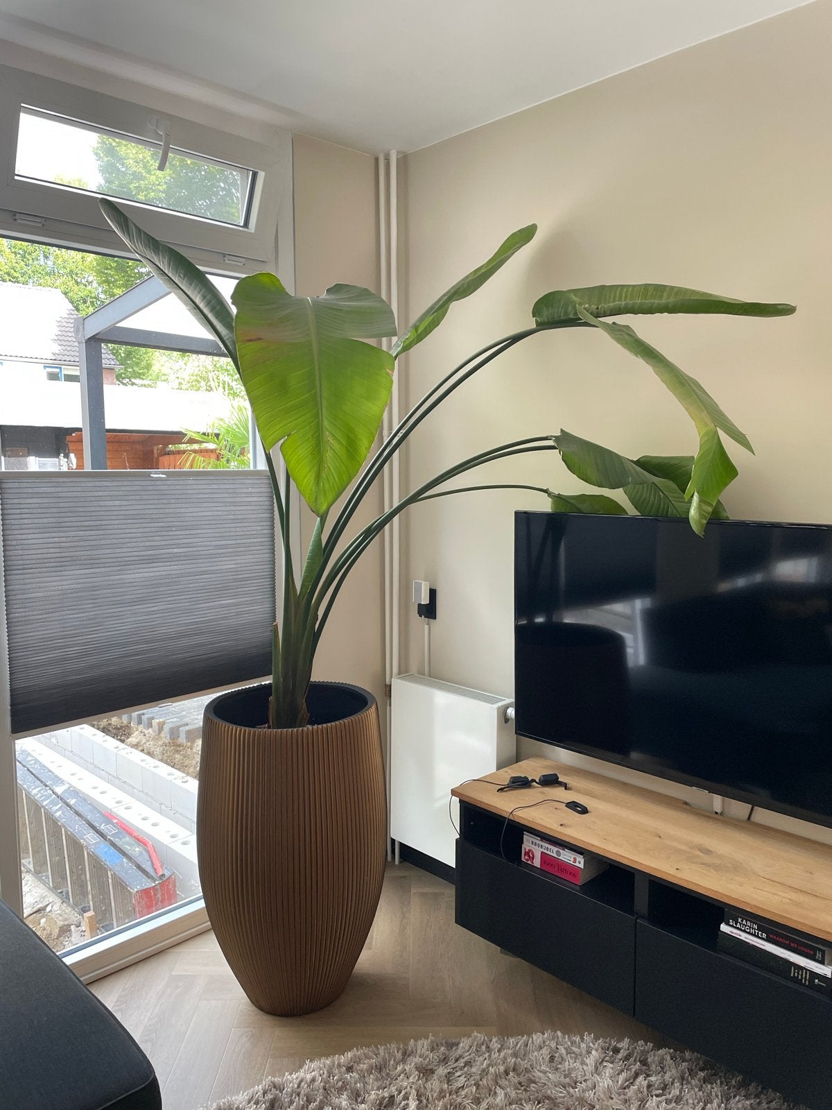 Grote Strelitzia Nicolai/Paradijsvogelplant, Ophalen, Overige soorten, Halfschaduw, In pot