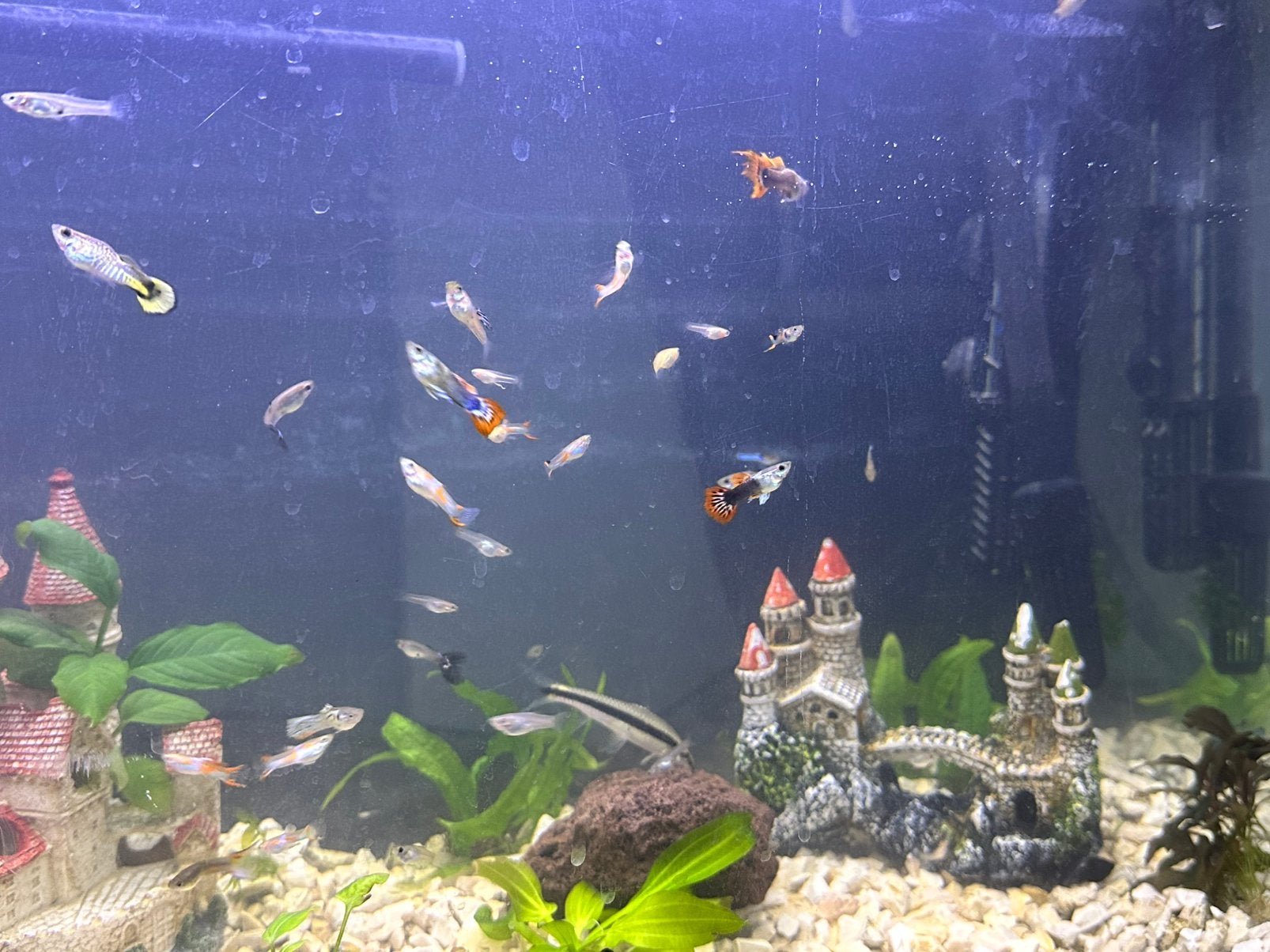 Guppen, Dieren en Toebehoren, Vissen | Aquariumvissen, Zoetwatervis, Vis