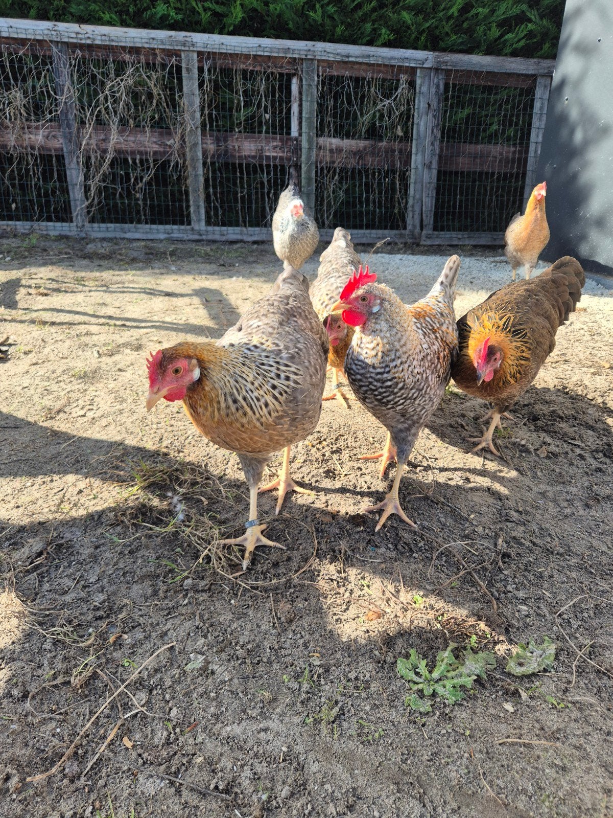 Zeer mooie Leghorn Koekoek patrijs Haan + 2 hennen, Meerdere dieren, Kip