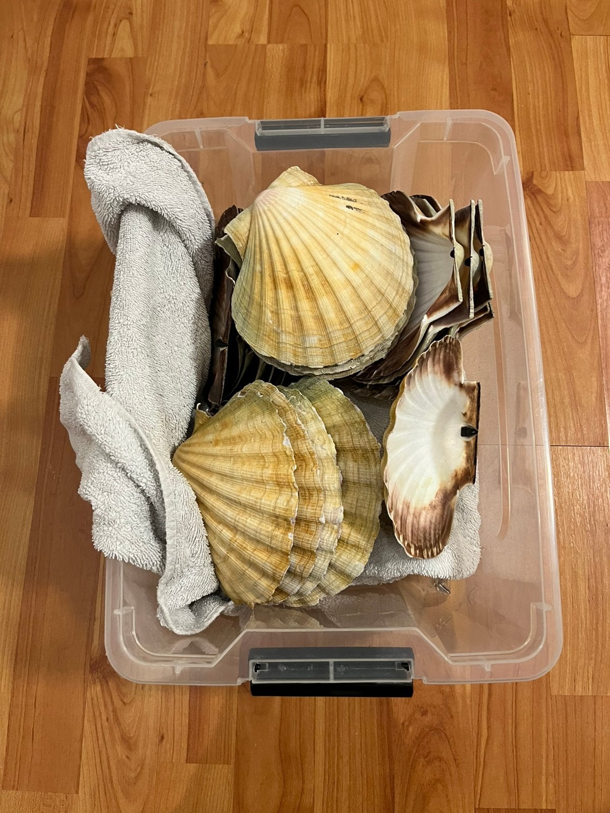 Coquille schelpen, Ophalen of Verzenden