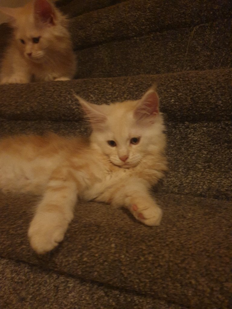 Maine coon kittens met stamboom, Meerdere dieren, Met stamboom