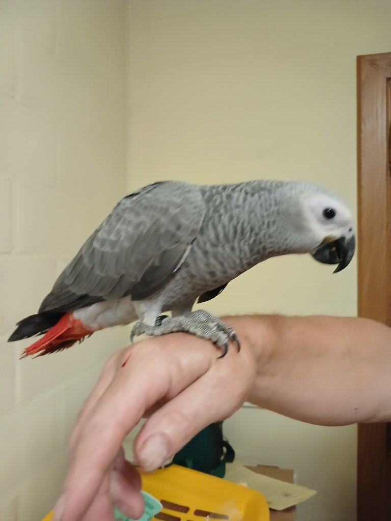 grijze roodstaart, Meerdere dieren, Papegaai, Geringd