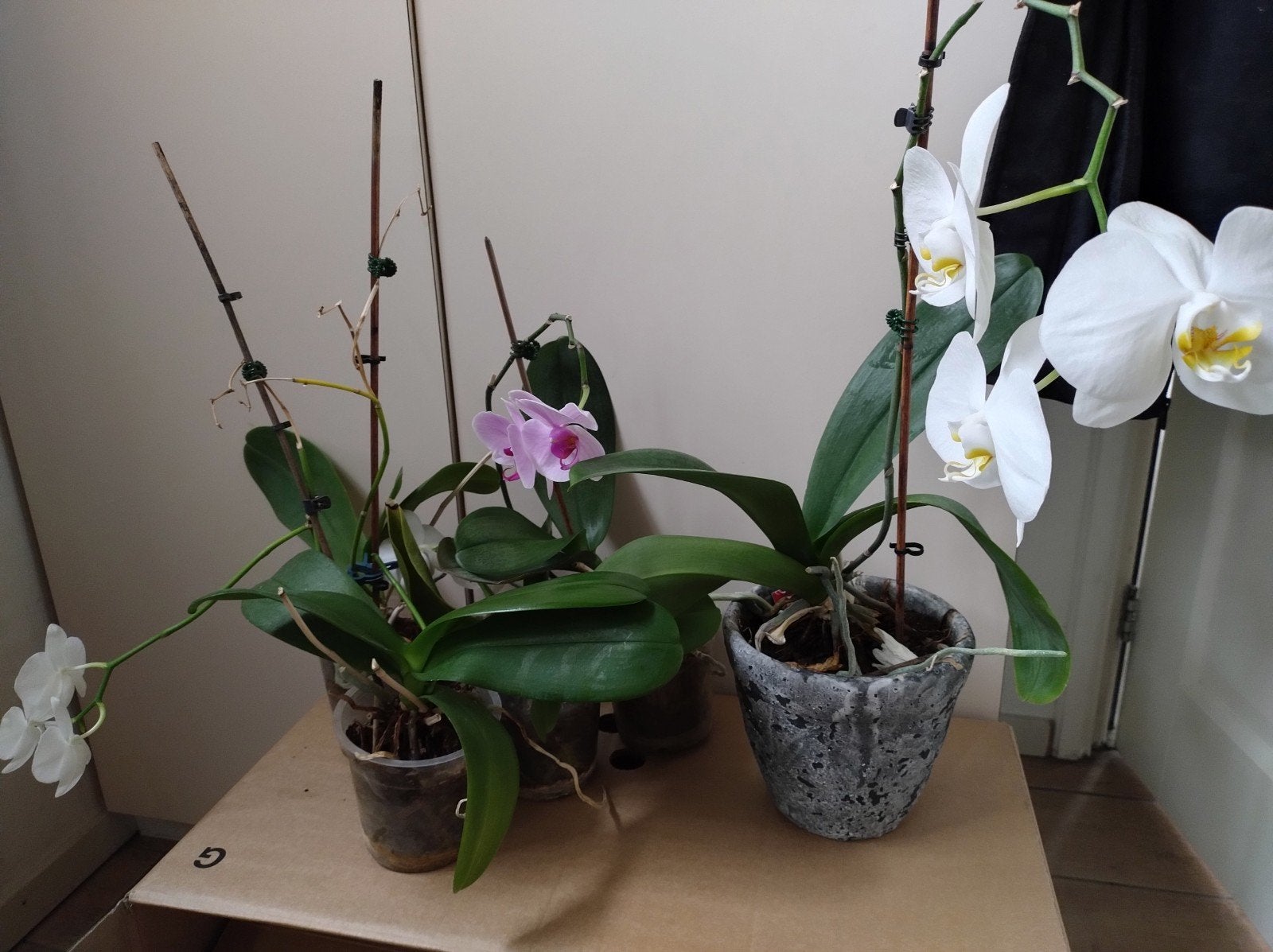 6 orchideeën waarvan er 3 in bloei zijn!, Ophalen