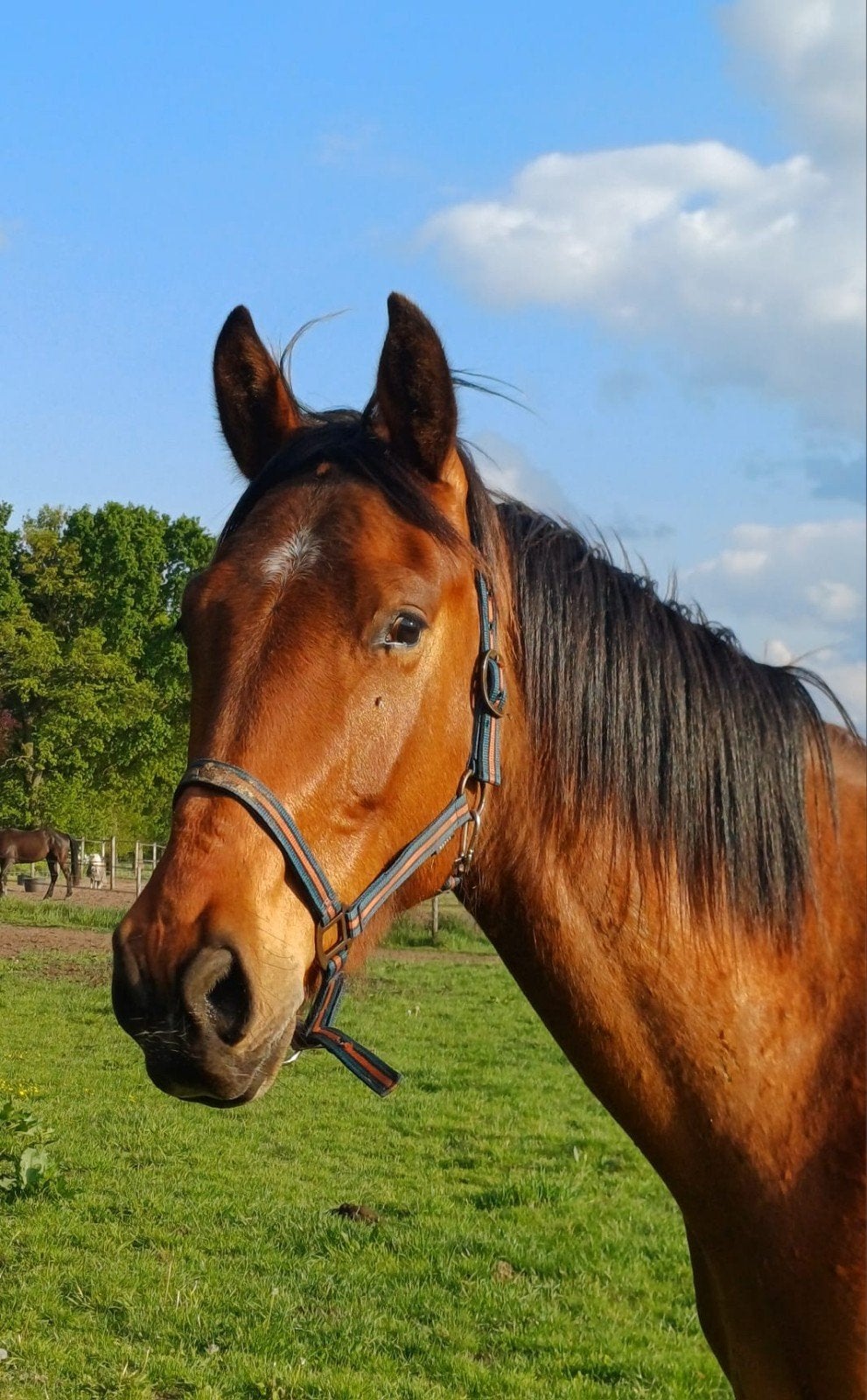 3 jarige KWPN dressuurruin, Dieren en Toebehoren, Paarden, Met stamboom, Ruin, Dressuurpaard, Onbeleerd