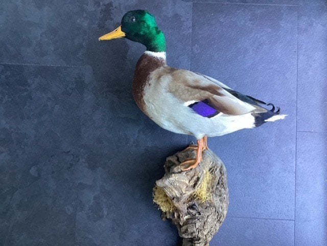 Zeer mooie opgezette wilde eend, Ophalen of Verzenden, Zo goed als nieuw, Vogel, Opgezet dier