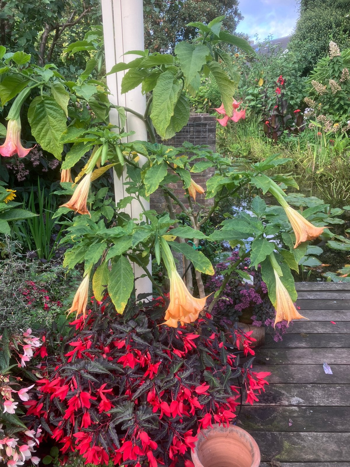 Brugmansia’s, Tuin en Terras, Vaste plant, Halfschaduw, Zomer, Ophalen