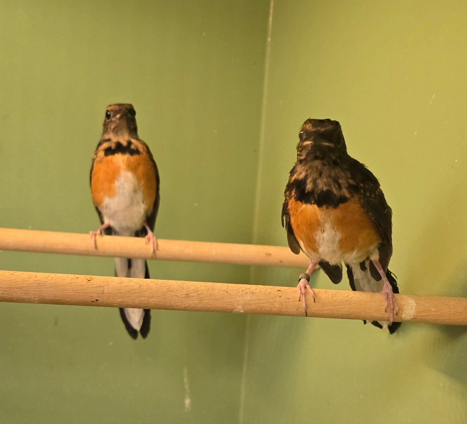 Schamalijsters MAN en POPPEN, Meerdere dieren, Geringd