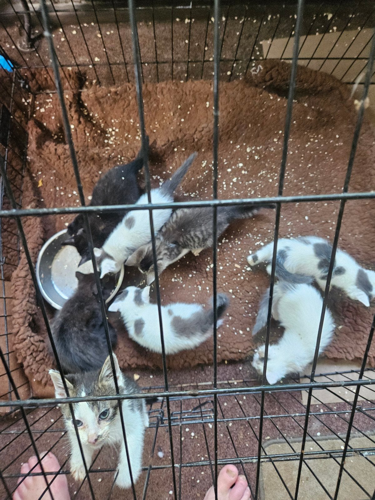 Kittens te koop, Meerdere dieren