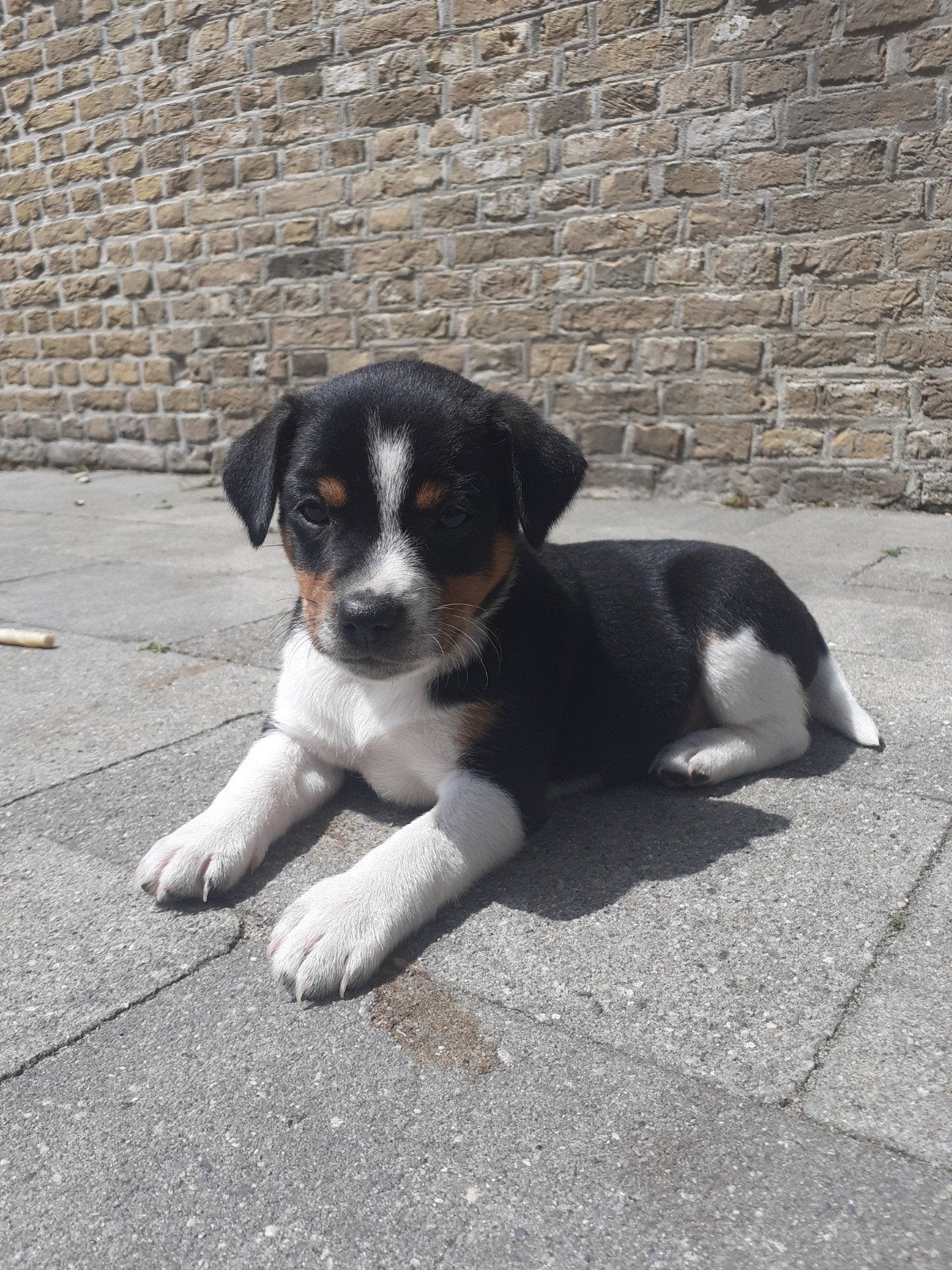 Super mooie en lieve driekleur boerenfox puppy's, Jack Russell Terriër, 8 tot 15 weken, Meerdere, Meerdere dieren