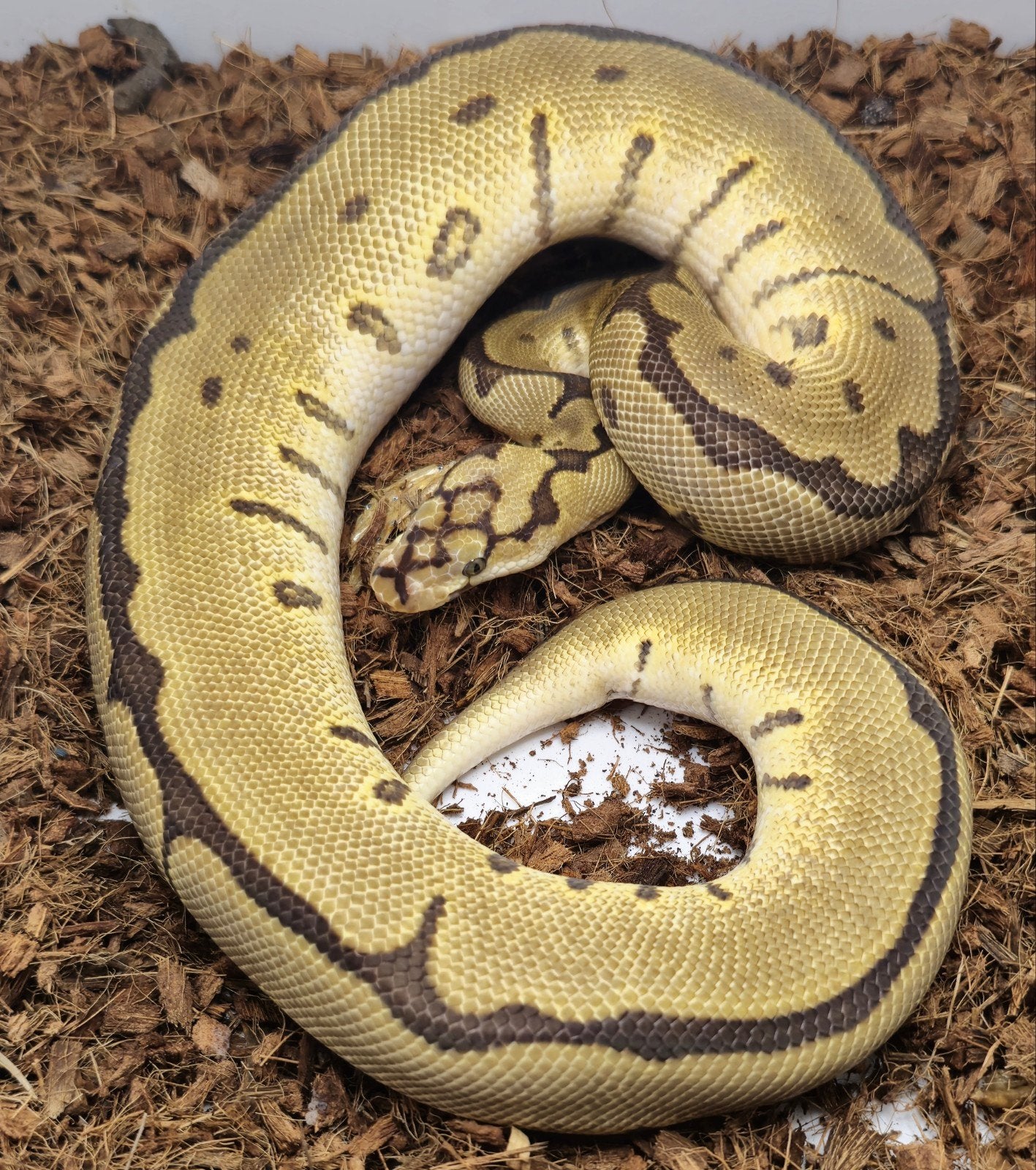 0.1 Enchi Yellow belly Spider Clown, Dieren en Toebehoren, Reptielen en Amfibieën, Slang, Tam, 0 tot 2 jaar