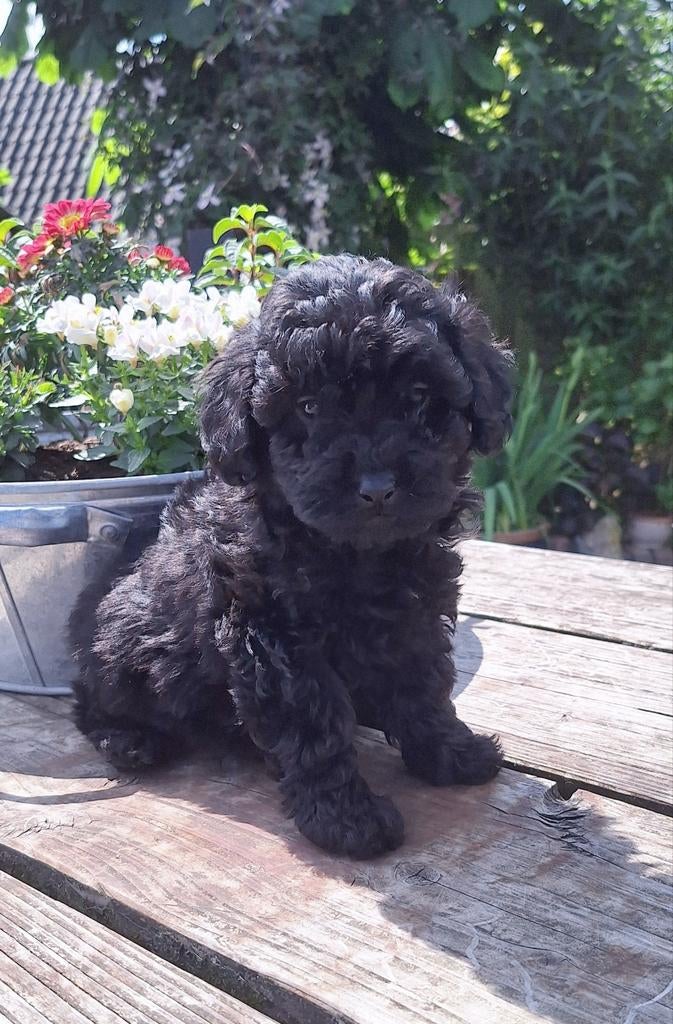 Schitterende Mini Doodle Pups, Parvo, Nederland, Overige rassen, 8 tot 15 weken