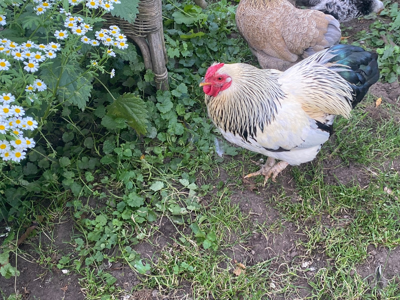 Mooie wyandoore haan, Dieren en Toebehoren, Mannelijk, Kip