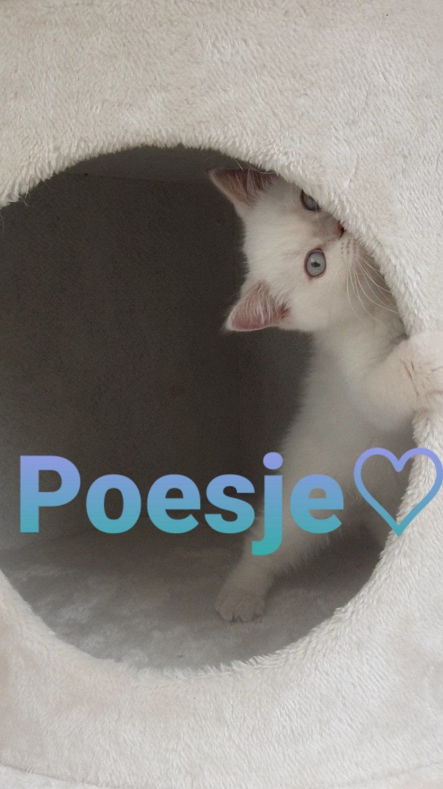 Prachtige britse korthaar kitten, Dieren en Toebehoren, Poes, Ontwormd, 0 tot 2 jaar