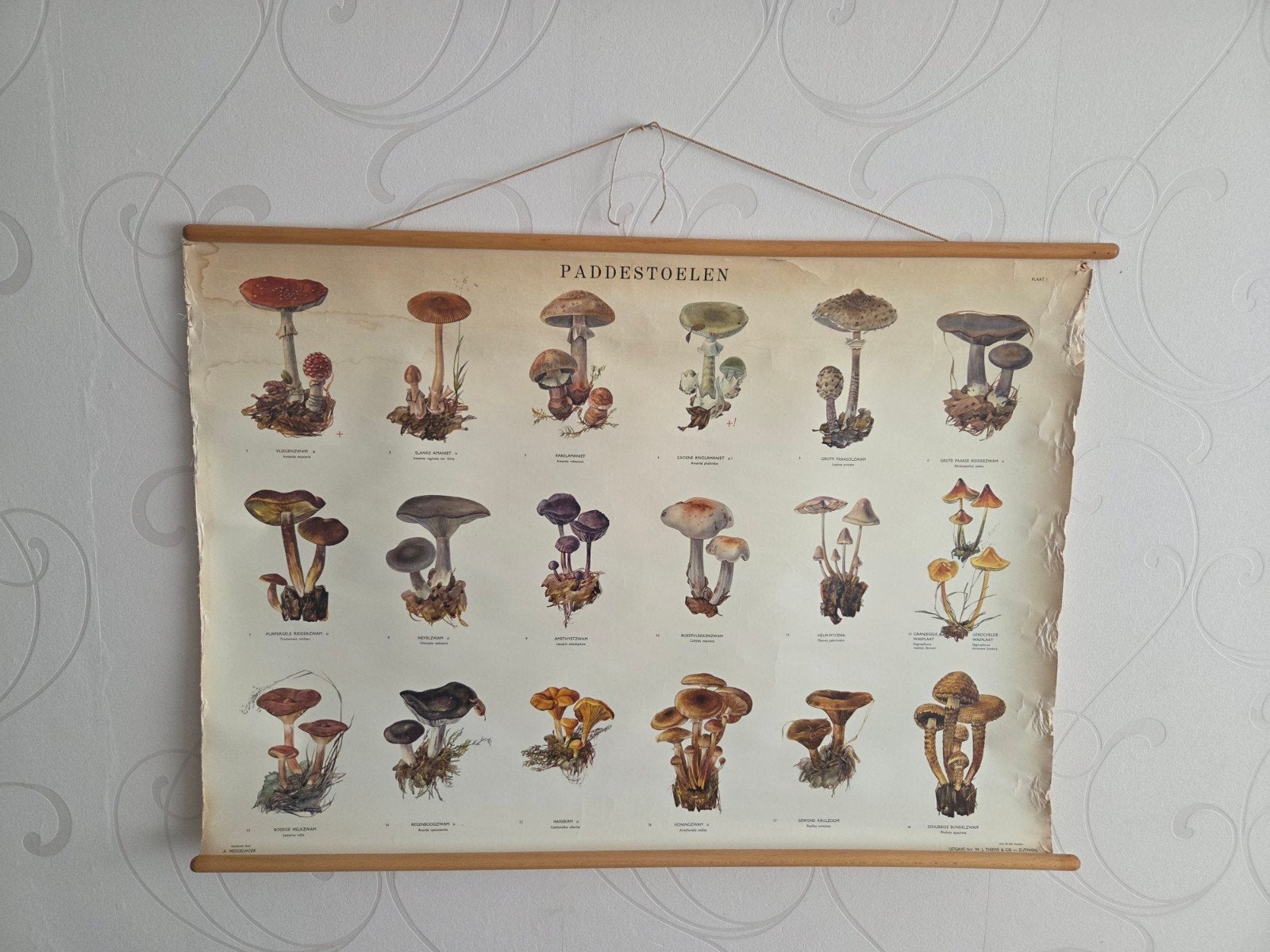 Vintage Paddenstoelen Schoolplaat - A. Middelhoek, Ophalen, Natuur en Biologie