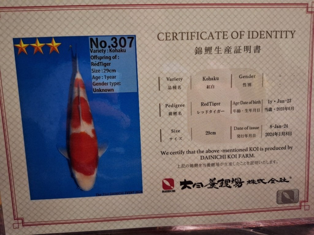 7 Japanse koi karpers mooie kleuren collectie !, Karper of Koi
