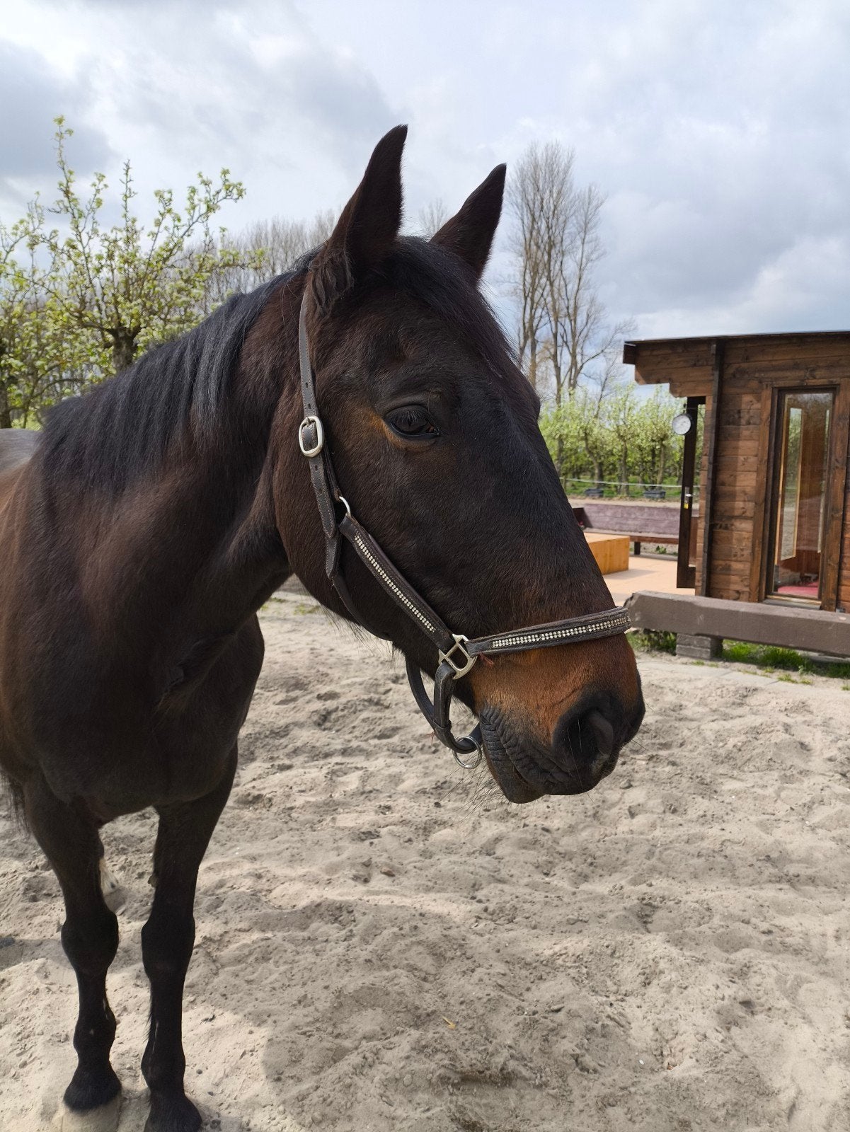 Leaser gezocht, Dieren en Toebehoren, Ophalen of Verzenden