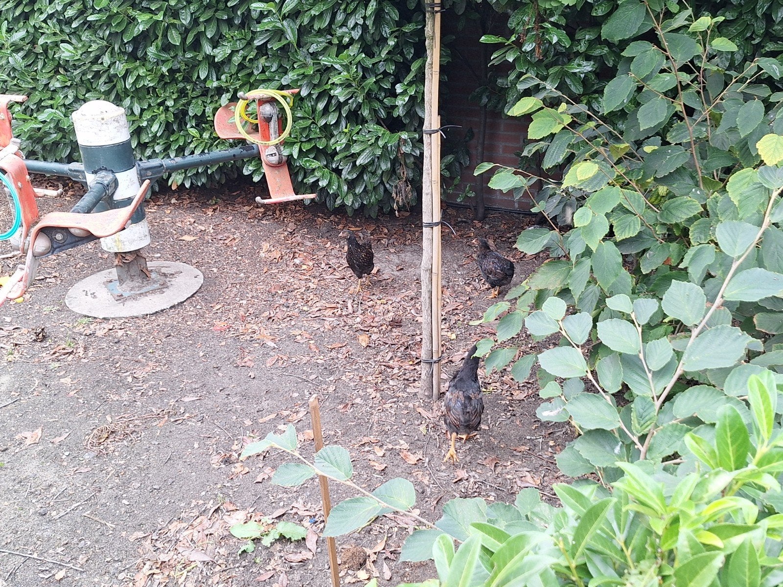 mooi trio echte barnevelders, Dieren en Toebehoren, Meerdere dieren, Kip
