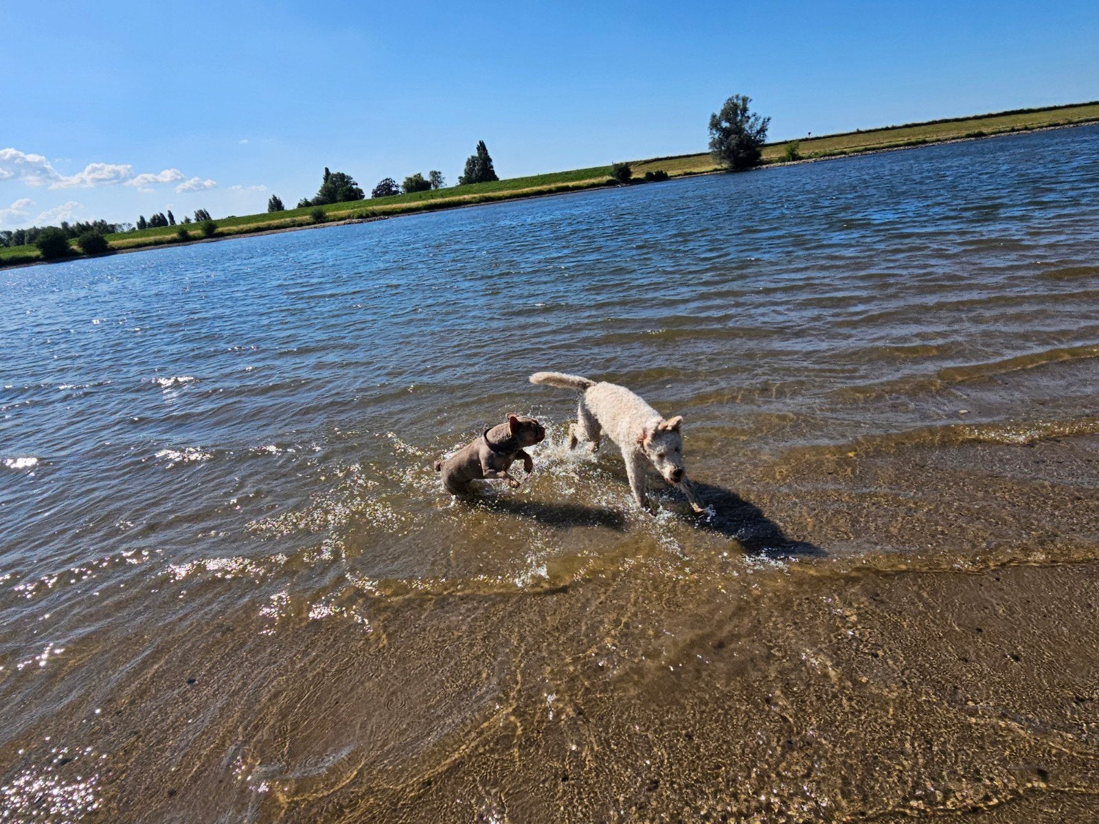 franse bulldog teef 2 jaar Isabella Sherry Than, 1 tot 2 jaar, Teef, Bulldog, Eén hond