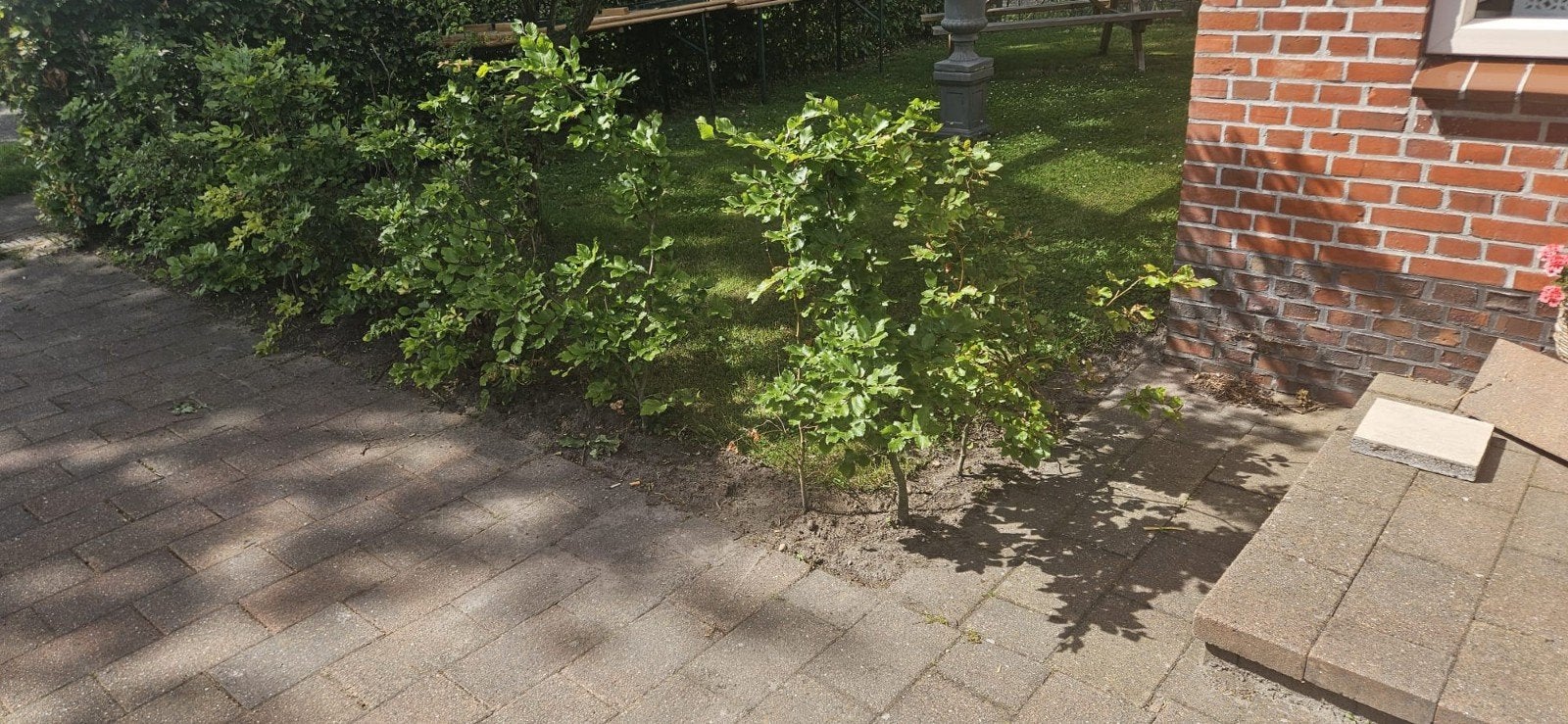 40 jonge beukenhaagjes, Tuin en Terras, Ophalen, Overige soorten, Minder dan 100 cm
