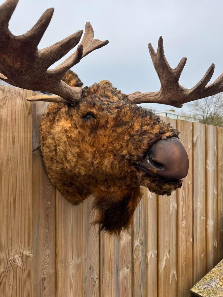 Zeer grote kop van een eland, Ophalen