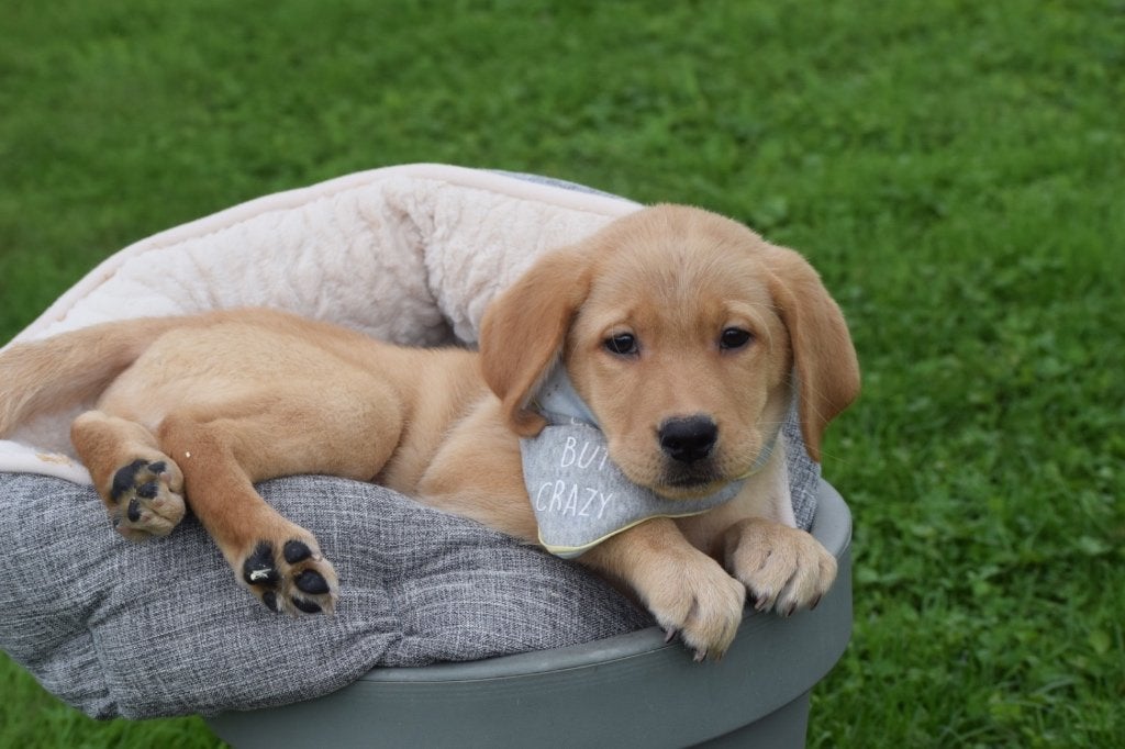 Labrador pups nieuw nestje, België, 8 tot 15 weken, Labrador retriever, Meerdere