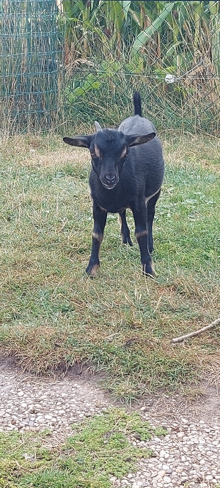Dwerggeitjes, dwerggeit, geitjes, Dieren en Toebehoren, Vrouwelijk, Geit