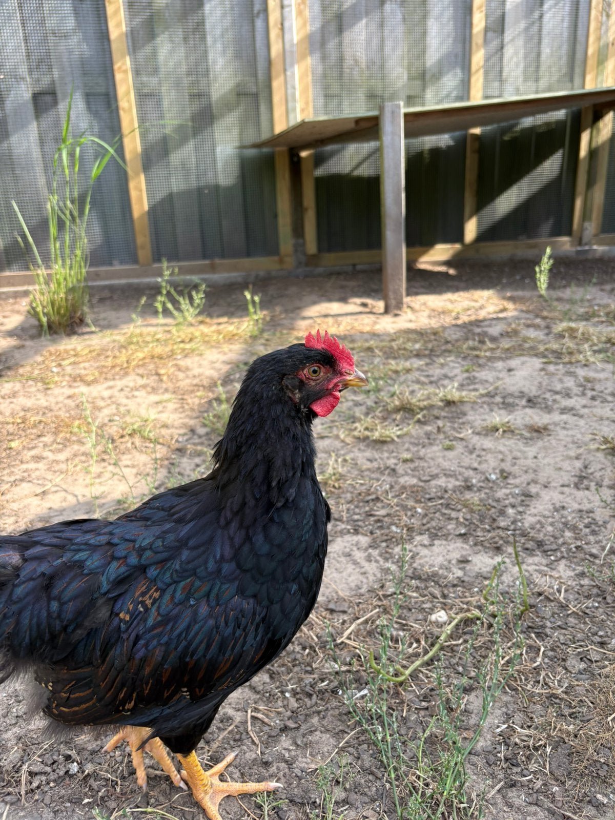 Jonge Barnevelder hanen, Dieren en Toebehoren, Pluimvee, Mannelijk, Kip