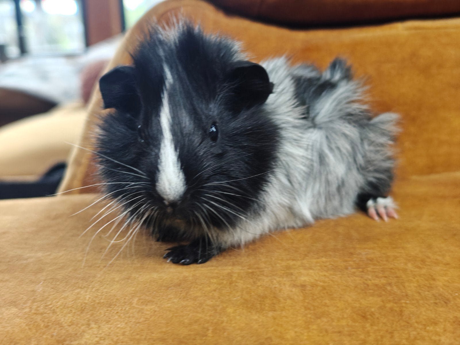 caviabeer, borstelhaar, geboren aug 2026 schimmel/zwart, Dieren en Toebehoren, Cavia, Augustus, Mannelijk, Tam