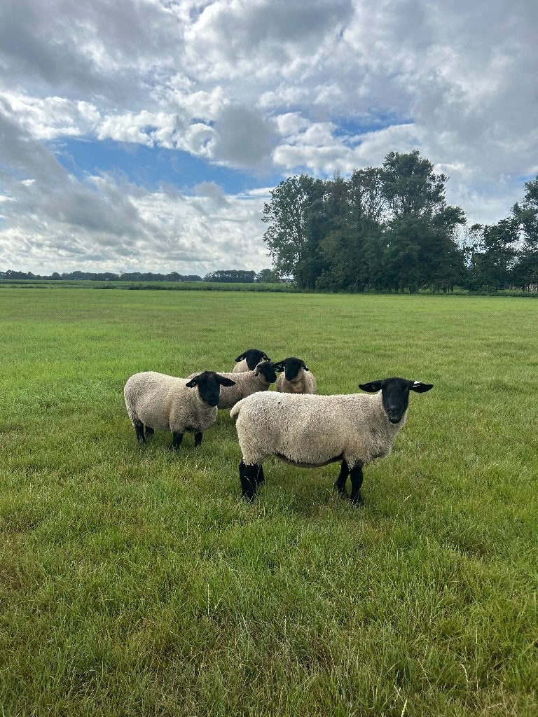 Stamboek Suffolk ooilammeren, Dieren en Toebehoren, Schapen, Geiten en Varkens, Vrouwelijk, Schaap, 0 tot 2 jaar