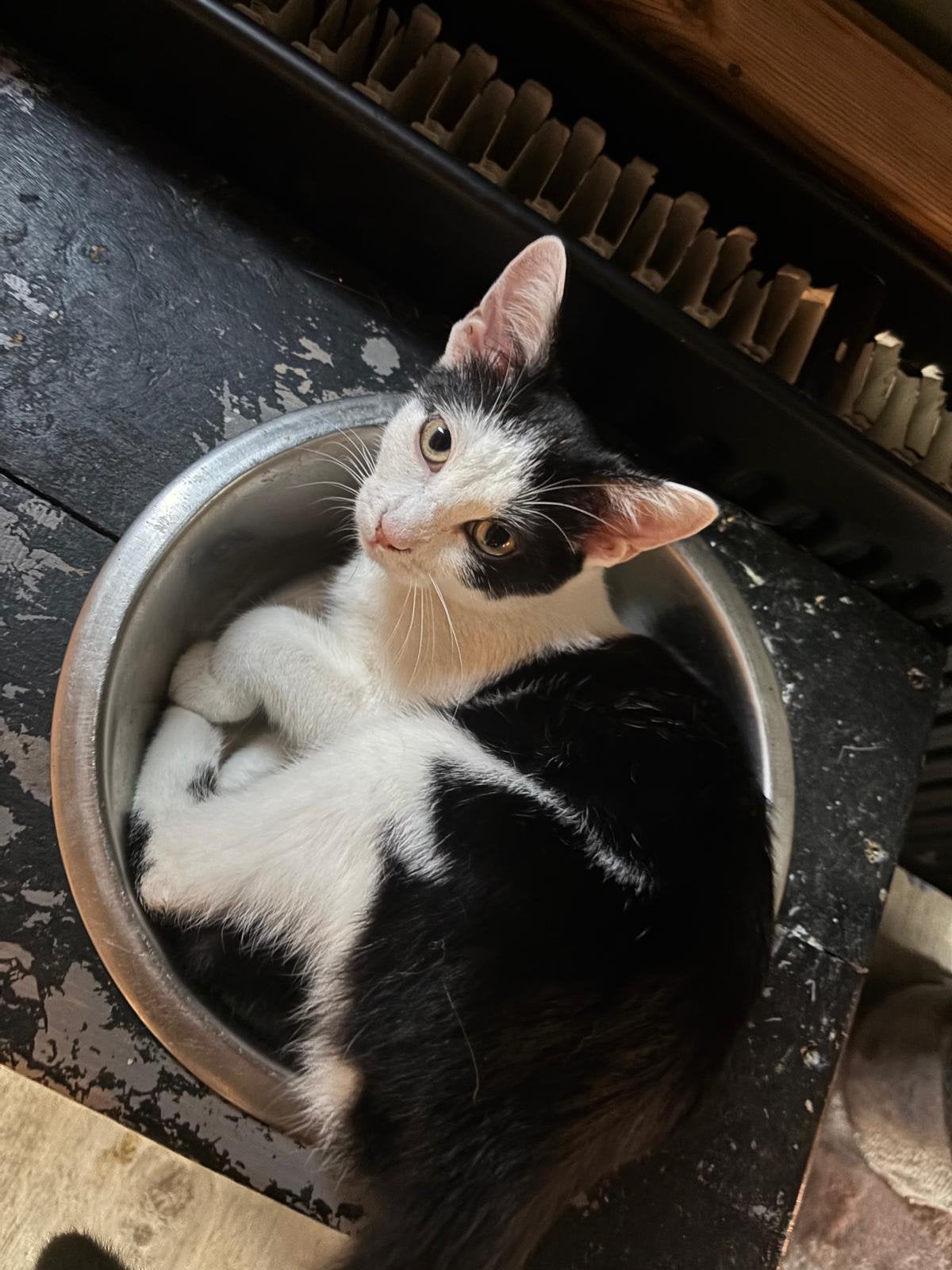 Kitten 6 maanden, Poes