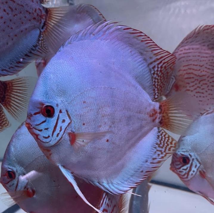 Cobalt - Kobalt 8 cm - discus -Piwowarski - Koidream Valburg, Dieren en Toebehoren, Vissen | Aquariumvissen, Vis, Zoetwatervis