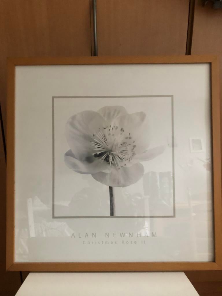 Set schilderijen Helleborus Ikea, Ophalen of Verzenden