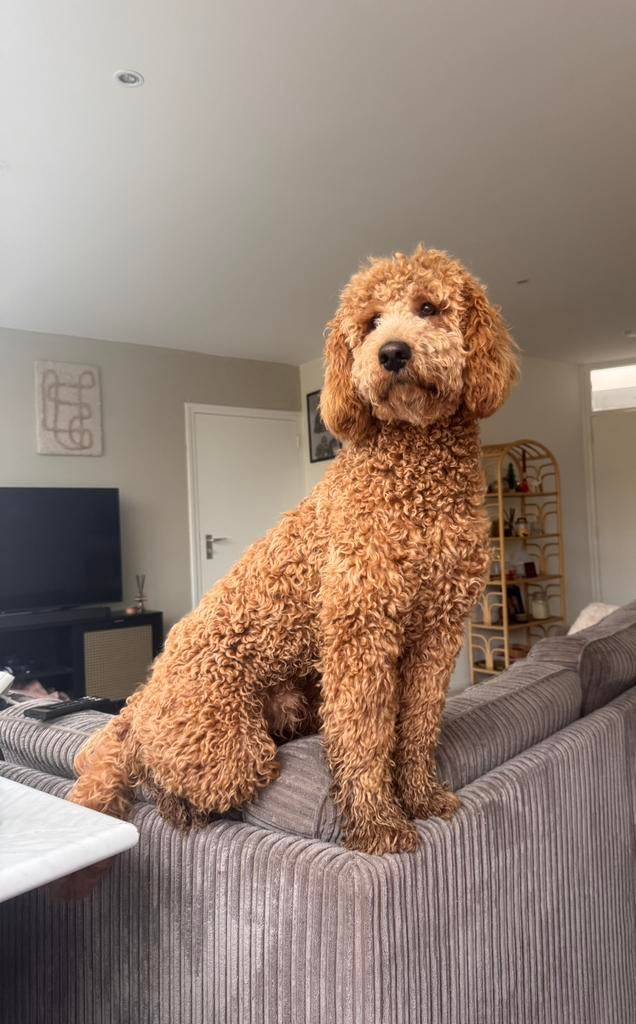 Prachtige labradoodle reu ter dekking beschikbaar, 1 tot 2 jaar, Parvo, Eén hond, Nederland
