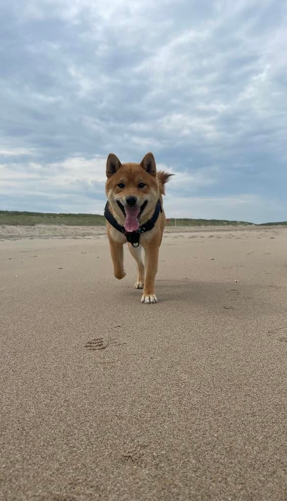 raszuivere stamboom reu Shiba Inu voor de fokkerij, Dieren en Toebehoren, België, Particulier, Reu, 1 tot 2 jaar