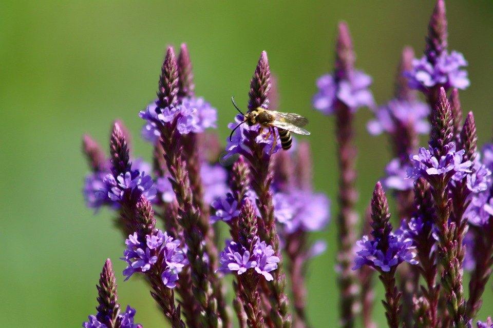 Bio zaden Ijzerhard - Verbena officinalis | Inheems, Tuin en Terras, Bloembollen en Zaden, Zaad, Voorjaar, Halfschaduw, Verzenden