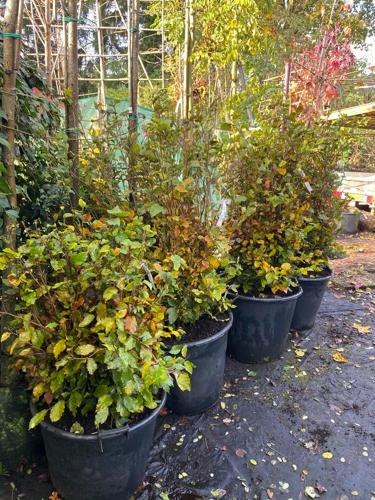 Beukenhaag groen en rood bladhoudend-Fagus Sylvatica, Ophalen, Beukenhaag, 100 tot 250 cm