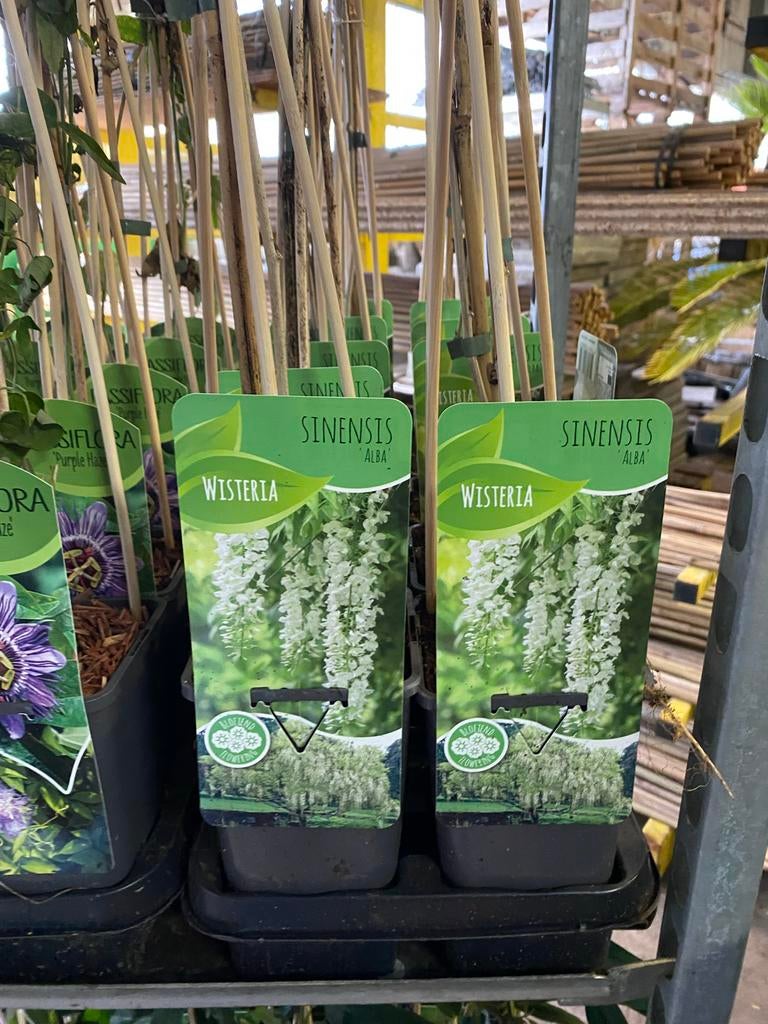 Blauwe Regen Wisteria Klimplant, Tuin en Terras, Planten | Tuinplanten, Ophalen, Volle zon, Vaste plant, Klimplanten