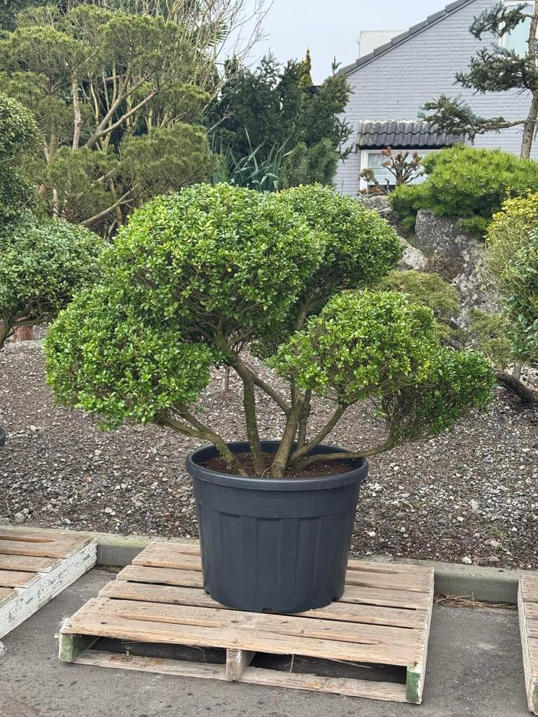 Ruim assortiment  Ilex Crenata - Tuinbonsai / Vormsnoei, Tuin en Terras, Volle zon, Vaste plant, Bloeit niet, Ophalen