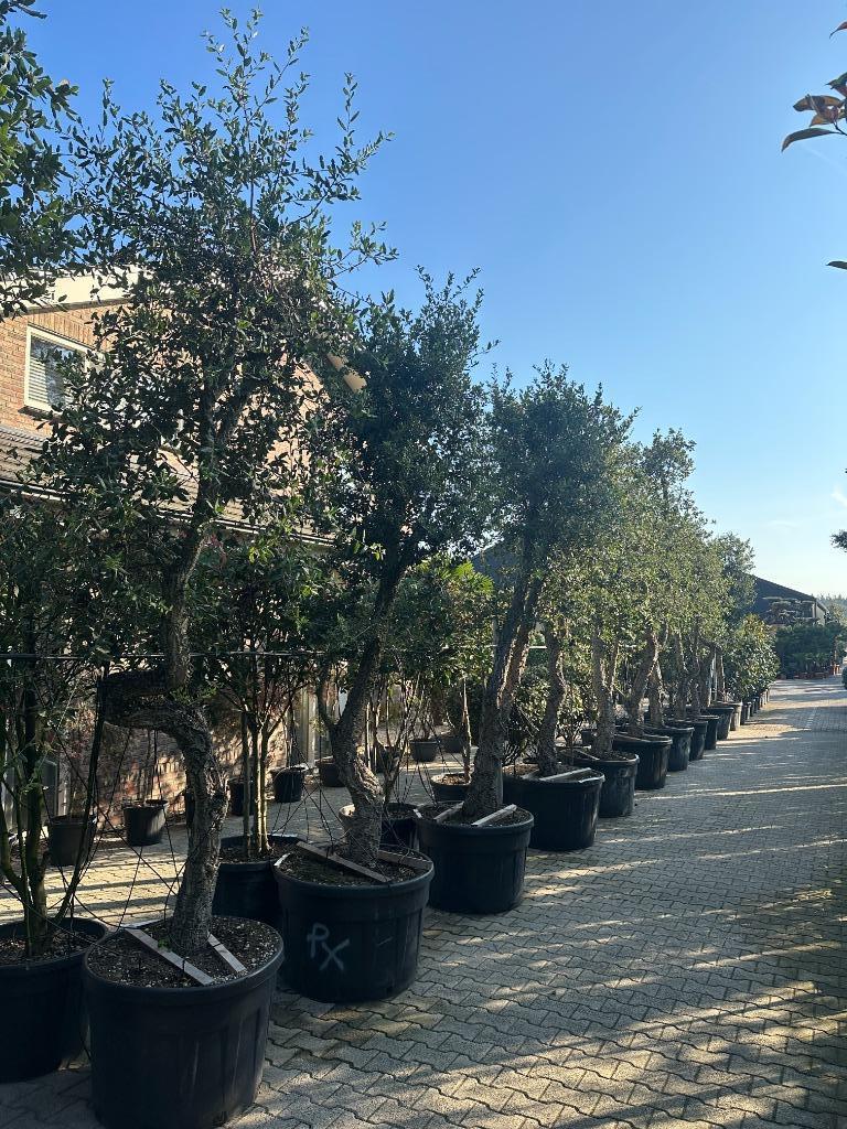 Kurkeik ( Quercus suber ) met 40/50 cm stamomtrek te koop!!, 250 tot 400 cm, Zomer, Volle zon, In pot