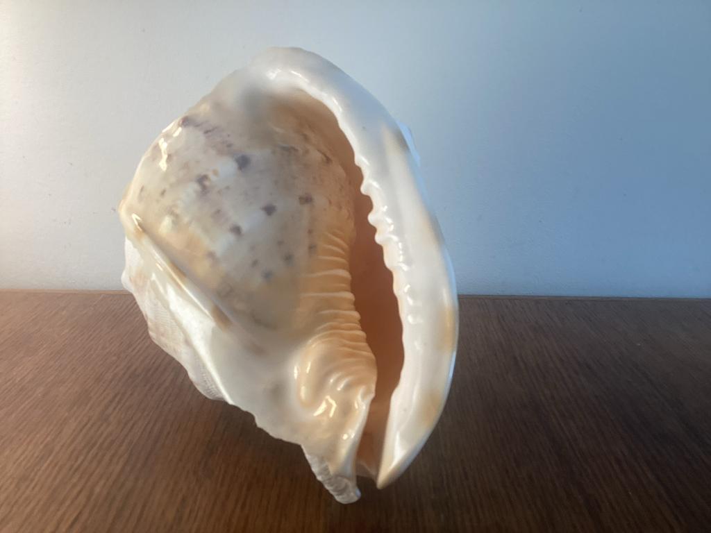Helmschelp Cassis Cornuta - Prachtig Exemplaar, Ophalen of Verzenden, Zo goed als nieuw