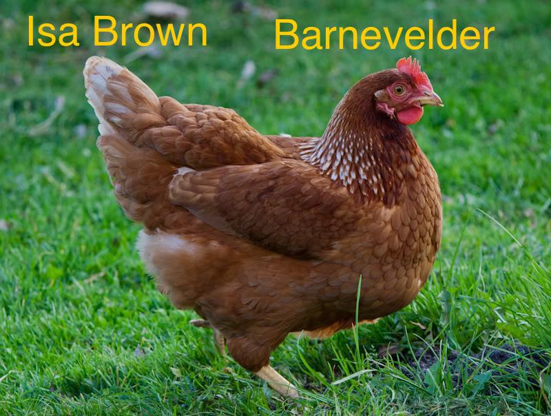 Leg kippen te koop, Vrouwelijk, Kip