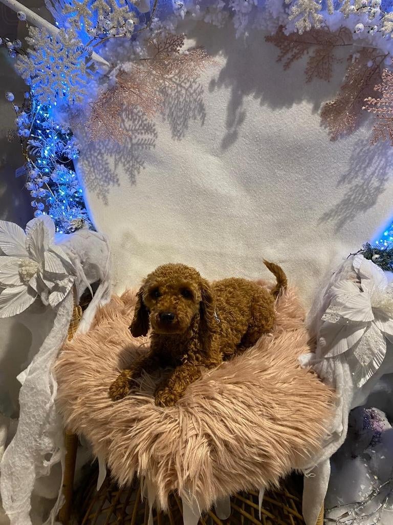 Toypoedel dekreu met fci stamboom, Dieren en Toebehoren, Poedel, Reu, 1 tot 2 jaar, Eén hond